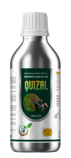 Quizal